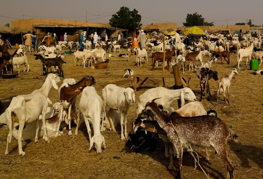 Tabaski en Côte d’Ivoire : Le Niger peut garder son bétail, le Ghana s’engage…