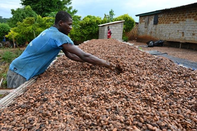 Côte d’Ivoire : Café-cacao, « Tout sera acheté à l’aide de la carte du producteur », selon le Conseil