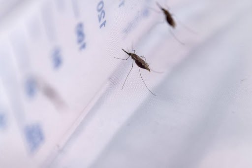 Questions fréquentes sur l’impulsion génétique et leurs réponses