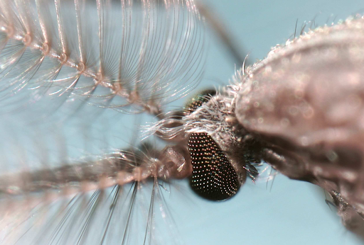 Le moustique est l’un des insectes les plus étudiés au monde. Voici pourquoi.