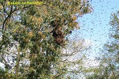 Taï (région du Cavally) : Des abeilles provoquent un accident, une fillette tuée