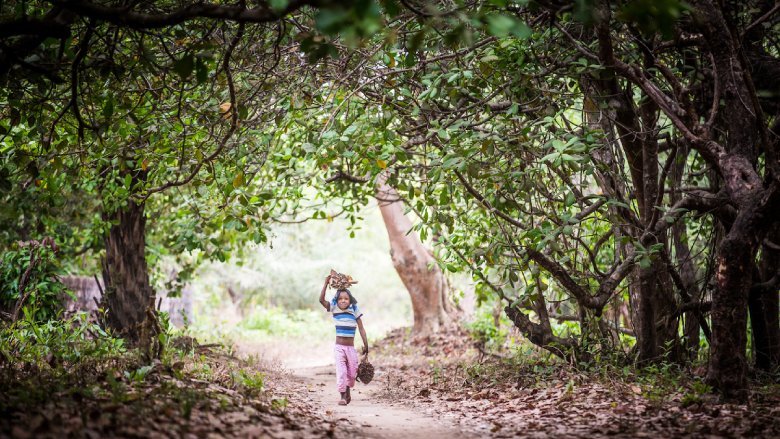 Forêts : 3,2 milliards de personnes pâtissent de la dégradation des sols (BM)