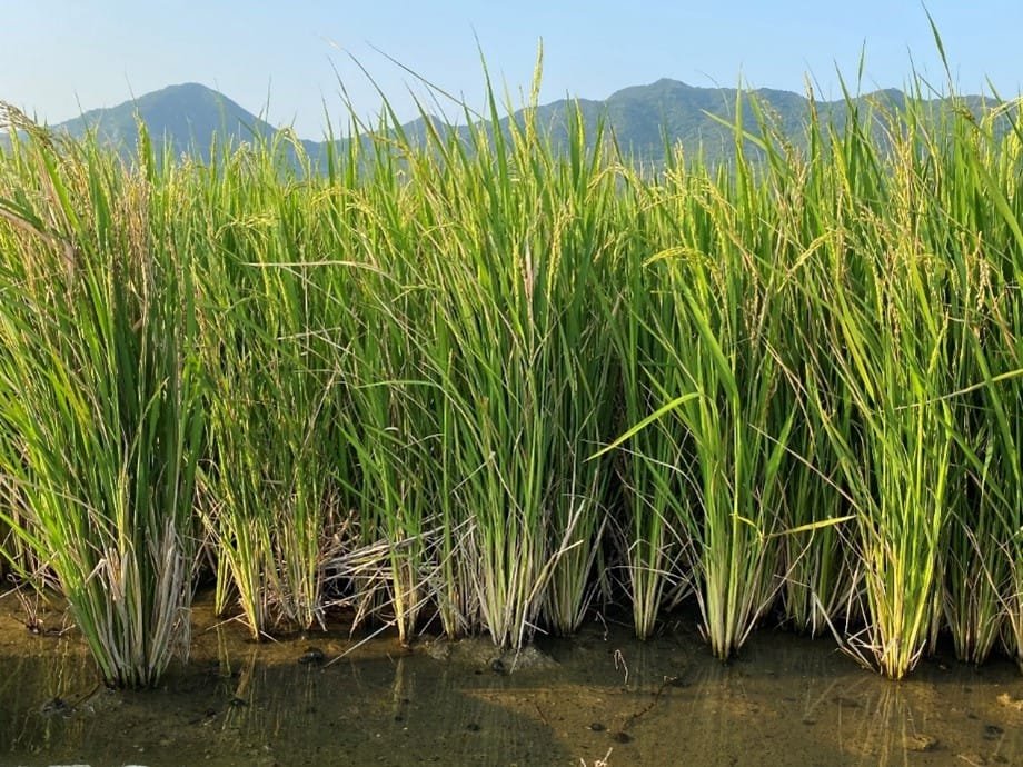 Côte d’Ivoire : L’exportation du riz local interdite, 3 ministères mettent les contrevenants en garde