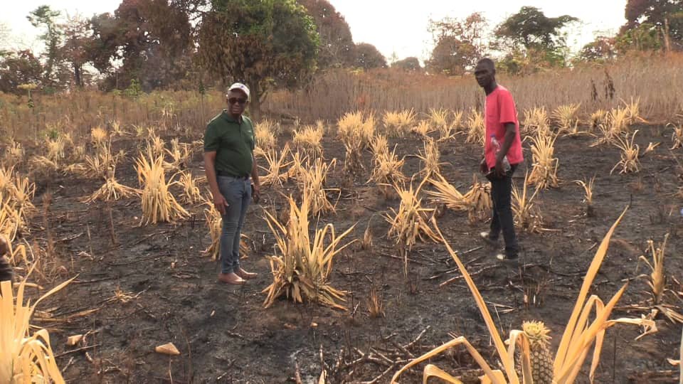 Feu de brousse/Catastrophe à Yamoussoukro: La famine aux portes des villages, l’appel des populations au Gouvernement